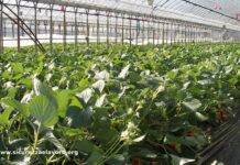 Nuovi incentivi Inail per migliorare la sicurezza in agricoltura