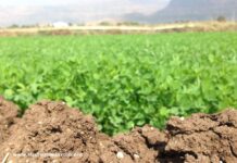 Maxi operazione nazionale di contrasto al caporalato in agricoltura